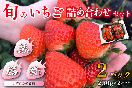 【先行受付】小林市産 朝摘み新鮮いちご 詰め合わせ （250g×2パック） 苺 イチゴ 果物 贈答用 プレゼント 先行予約