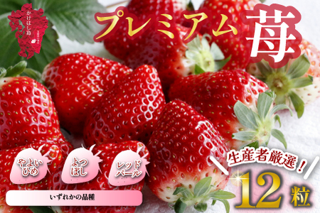 【生産者厳選】新鮮採れたて プレミアムいちご 12粒（苺 イチゴ いちご 大粒 フルーツ 2026 産地直送 贈答用 プレゼント 限定）