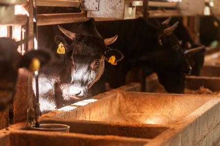【自社農場和牛】富永和牛手作りハンバーグ（ハンバーグ 牛肉 牛肉100% 国産 冷凍 調理済 宮崎 惣菜 小林市）