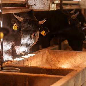 【自社牧場和牛】小林市産 黒毛和牛 赤身ステーキ 200g×4枚（牛肉 国産牛 黒毛和牛 和牛 赤身 ステーキ）