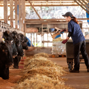 【自社牧場和牛】小林市産 黒毛和牛 赤身ステーキ 200g×4枚（牛肉 国産牛 黒毛和牛 和牛 赤身 ステーキ）