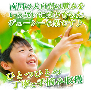 【2026年発送 先行予約】旬の梨詰め合わせ 3kg（梨 なし ナシ 果物 フルーツ 2026 先行受付 限定）