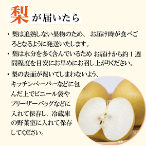 【2026年発送 先行予約】旬の梨詰め合わせ 3kg（梨 なし ナシ 果物 フルーツ 2026 先行受付 限定）