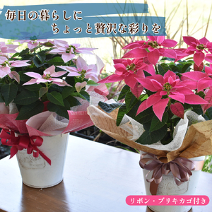 プリンセチア ホットピンク（観葉植物 植物 5号鉢 贈答 贈り物 プレゼント ギフト）