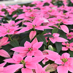 プリンセチア ホットピンク（観葉植物 植物 5号鉢 贈答 贈り物 プレゼント ギフト）