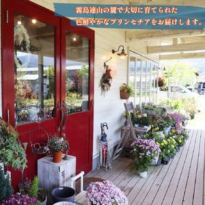 プリンセチア ホットピンク（観葉植物 植物 5号鉢 贈答 贈り物 プレゼント ギフト）