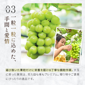 【先行受付・産直もぎたて】大玉 シャインマスカット 700g（ぶどう ブドウ シャイン マスカット フルーツ 果物 くだもの 旬 先行受付 2026 産地直送 限定） シャインマスカット シャインマスカット シャインマスカット シャインマスカット シャインマスカット