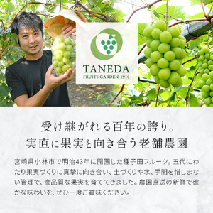 【先行受付・産直もぎたて】大玉 シャインマスカット 700g（ぶどう ブドウ シャイン マスカット フルーツ 果物 くだもの 旬 先行受付 2026 産地直送 限定） シャインマスカット シャインマスカット シャインマスカット シャインマスカット シャインマスカット