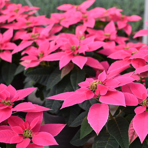 プリンセチア ルージュ（観葉植物 植物 5号鉢 贈答 贈り物 プレゼント ギフト）