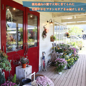 プリンセチア ルージュ（観葉植物 植物 5号鉢 贈答 贈り物 プレゼント ギフト）