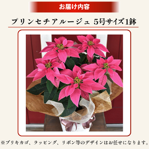 プリンセチア ルージュ（観葉植物 植物 5号鉢 贈答 贈り物 プレゼント ギフト）