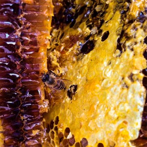 【山奥で採れる天然地蜜】天然100％純粋蜂蜜 300g