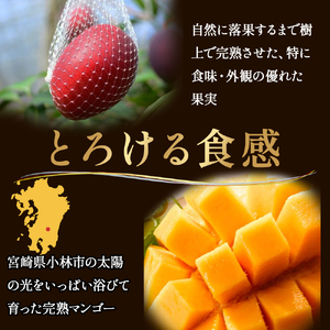 【数量限定・先行受付】厳選宮崎完熟マンゴー「太陽のタマゴ」よくばり3玉 計1キロ程度 フルーツ マンゴー