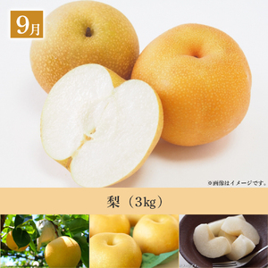 【数量限定！フルーツ定期便：全5回】こばやし季節のフルーツ Cコース（先行予約 先行受付 国産 フルーツ シャインマスカット マンゴー 数量限定 産地直送）