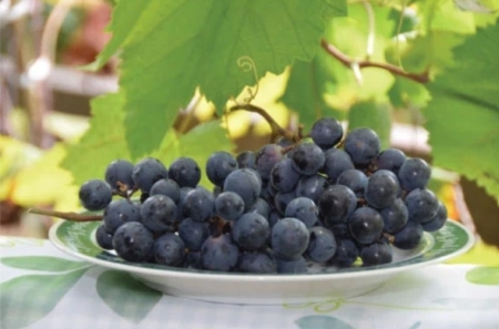 【高原の熟成ワイン】マスカットベリーA（樽熟成）　1ダース 国産ワイン 熟成ワイン 小林ワイン 1ダースワイン ギフトワイン