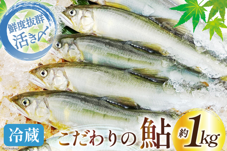 【期間限定発送】 鮎 こだわりの生鮎 約1kg [株式会社 あゆの是則 宮崎県 日向市 452060793] あゆ アユ 魚 魚介 川魚 塩焼き 甘露煮 冷蔵 生あゆ 子持ち鮎