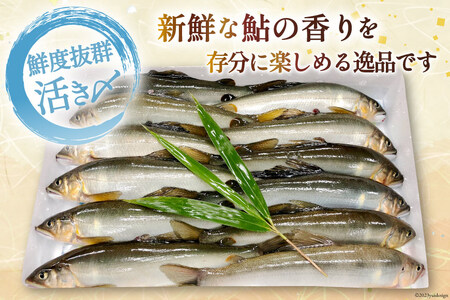 【期間限定発送】 鮎 こだわりの生鮎 約1kg [株式会社 あゆの是則 宮崎県 日向市 452060793] あゆ アユ 魚 魚介 川魚 塩焼き 甘露煮 冷蔵 生あゆ 子持ち鮎