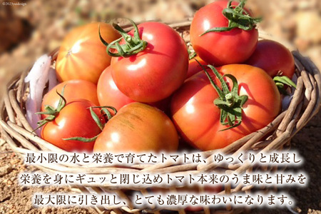ゼリー 日向の雫 たっぷり トマトのプレミアムゼリー 130g×12個 [興農