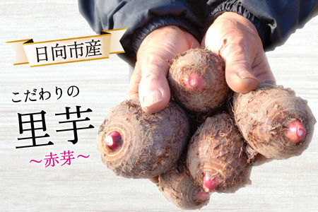 【期間限定発送】 里芋 赤芽 2kg [甲斐自然派農園 宮崎県 日向市 452060525]