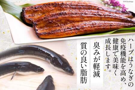 うなぎ 訳あり ハーブ うなぎ蒲焼 4尾 計500g タレ 山椒 付き [鰻楽 宮崎県 日向市 452061068] セット 鰻楽 宮崎県産 真空パック 国産 蒲焼き ウナギ 鰻 長蒲焼 冷凍