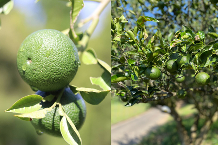 【期間限定発送】 へべす 訳あり 宮崎 栽培期間中 農薬不使用 露地へべす 1.2kg [かわの農園 宮崎県 日向市 452061172]