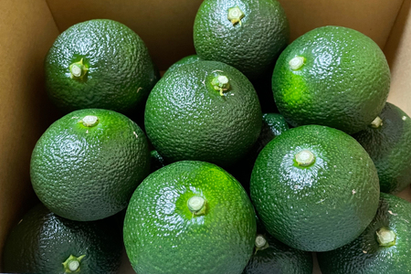 【期間限定発送】 へべす 訳あり 宮崎 栽培期間中 農薬不使用 露地へべす 1.2kg [かわの農園 宮崎県 日向市 452061172]