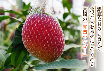 【期間限定発送】 マンゴー 宮崎県産 完熟マンゴー 3L 以上 1玉 [日向サンパーク 宮崎県 日向市 452061246]