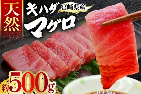 【期間限定発送】 マグロ 刺身 宮崎県産 天然 キハダマグロ 約500g [ミツイ水産 宮崎県 日向市 452061258]