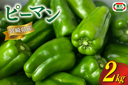 【期間限定発送】 ピーマン 宮崎県産ピーマン 2kg [東九農園 宮崎県 日向市 452061218]