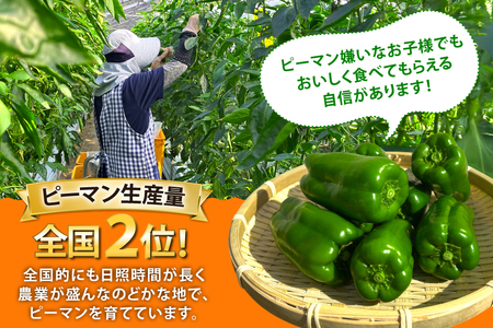 【期間限定発送】 ピーマン 宮崎県産ピーマン 2kg [東九農園 宮崎県 日向市 452061218]