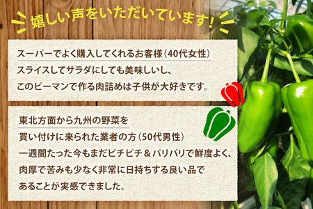 【期間限定発送】 ピーマン 宮崎県産ピーマン 2kg [東九農園 宮崎県 日向市 452061218]
