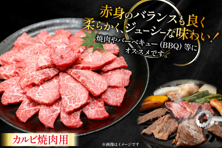 牛肉 宮崎牛 カルビ 焼肉用 500g 1p [ローカルブランディング 宮崎県 日向市 452061525]