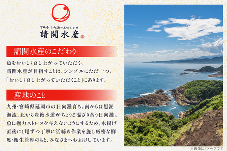 刺身 柵 旬のお刺身 3ケ月 定期便 2魚種 食べ比べ [請関水産 宮崎県 日向市 452061456]
