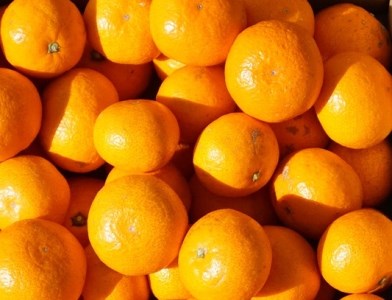 【期間限定発送】踊るおいしさ！味濃く甘い！ 青島みかん 2L 5kg [奈須農園 宮崎県 日向市 452061479]