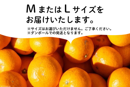 【期間限定発送】踊るおいしさ！味濃く甘い！ 青島みかん 5kg [奈須農園 宮崎県 日向市 452061478]