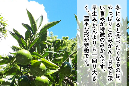 【期間限定発送】踊るおいしさ！味濃く甘い！ 青島みかん 5kg [奈須農園 宮崎県 日向市 452061478]