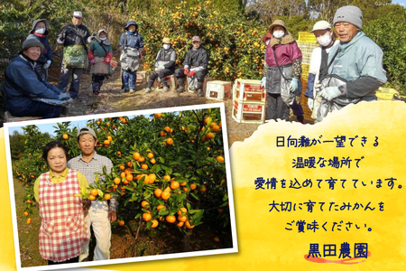 【期間限定発送】 みかん 5kg コクのある甘さ うまぁ?い！！青島晩生温州みかん 2L [黒田農園 宮崎県 日向市 452061302]