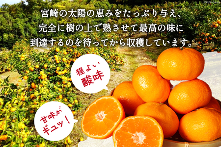 【期間限定発送】 みかん 5kg コクのある甘さ うまぁ〜い！！青島晩生温州みかん S・M・L いずれか [黒田農園 宮崎県 日向市 452061304] 果物 フルーツ ミカン 蜜柑 柑橘