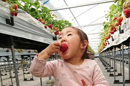 【期間限定発送】みやさん自慢のおすすめチョイス！ 完熟 いちご (250g×4パック) 約1000g [みやさんのいちご 宮崎県 日向市 452060988]