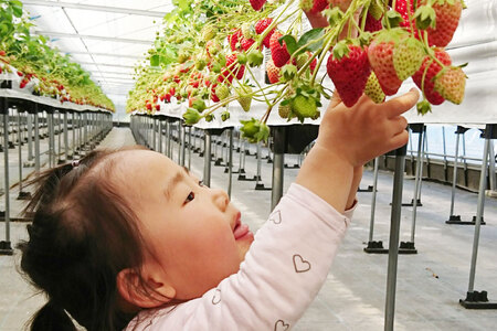 【期間限定発送】みやさん自慢のおすすめチョイス！ 完熟 いちご (250g×4パック) 約1000g [みやさんのいちご 宮崎県 日向市 452060988]