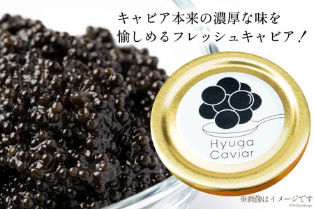 キャビア 日向キャビア (Hyuga Caviar) 20g 箱なし [ウィズ・クリエイティブ 宮崎県 日向市 452060323] 冷凍 宮崎 国産 チョウザメ フレッシュ