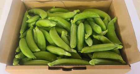 【期間限定発送】 野菜 スナップエンドウ 約1kg [盛光農園 宮崎県 日向市 452061219]