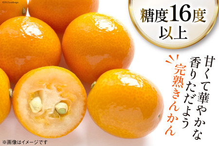 【期間限定発送】 訳あり 完熟 金柑 たまたま 1kg《ハウス栽培》 [鈴野農園 宮崎県 日向市 452060981]