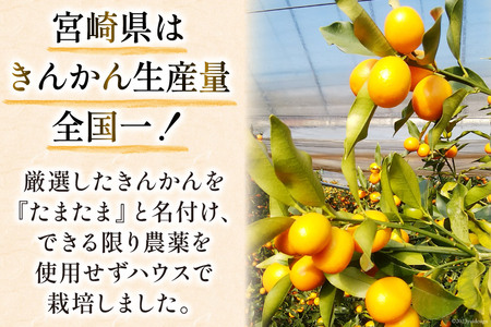 【期間限定発送】 訳あり 完熟 金柑 たまたま 1kg《ハウス栽培》 [鈴野農園 宮崎県 日向市 452060981]
