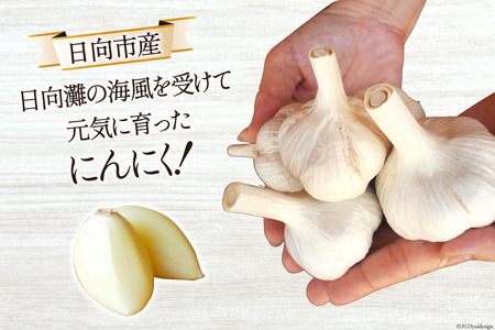 ジャンボニンニク15キロ(農薬,化学肥料不使用) 塩辛