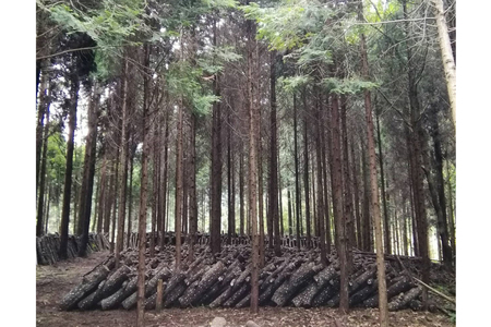 宮崎県産 原木栽培 乾しいたけ どんこ 40g 6袋 計240g [本吉 宮崎県 日向市 452061461]
