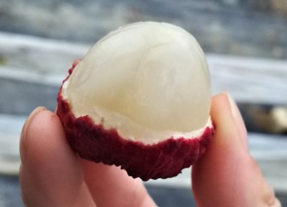 【期間限定発送】 ご家庭用 生ライチ 320g×2パック [大黒園 宮崎県 日向市 452060923]