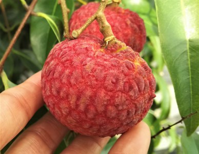 【期間限定発送】 ご家庭用 生ライチ 320g×2パック [大黒園 宮崎県 日向市 452060923]