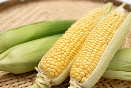 【期間限定発送】 とうもろこし スイートコーン おおもの(黄)・ホワイトレディ(白) 4.5kg (10本～12本) [黒木ふぁーむ 宮崎県 日向市 452060141]