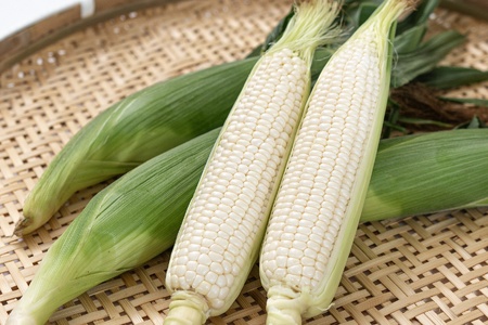 【期間限定発送】 とうもろこし スイートコーン おおもの(黄)・ホワイトレディ(白) 4.5kg (10本～12本) [黒木ふぁーむ 宮崎県 日向市 452060141]